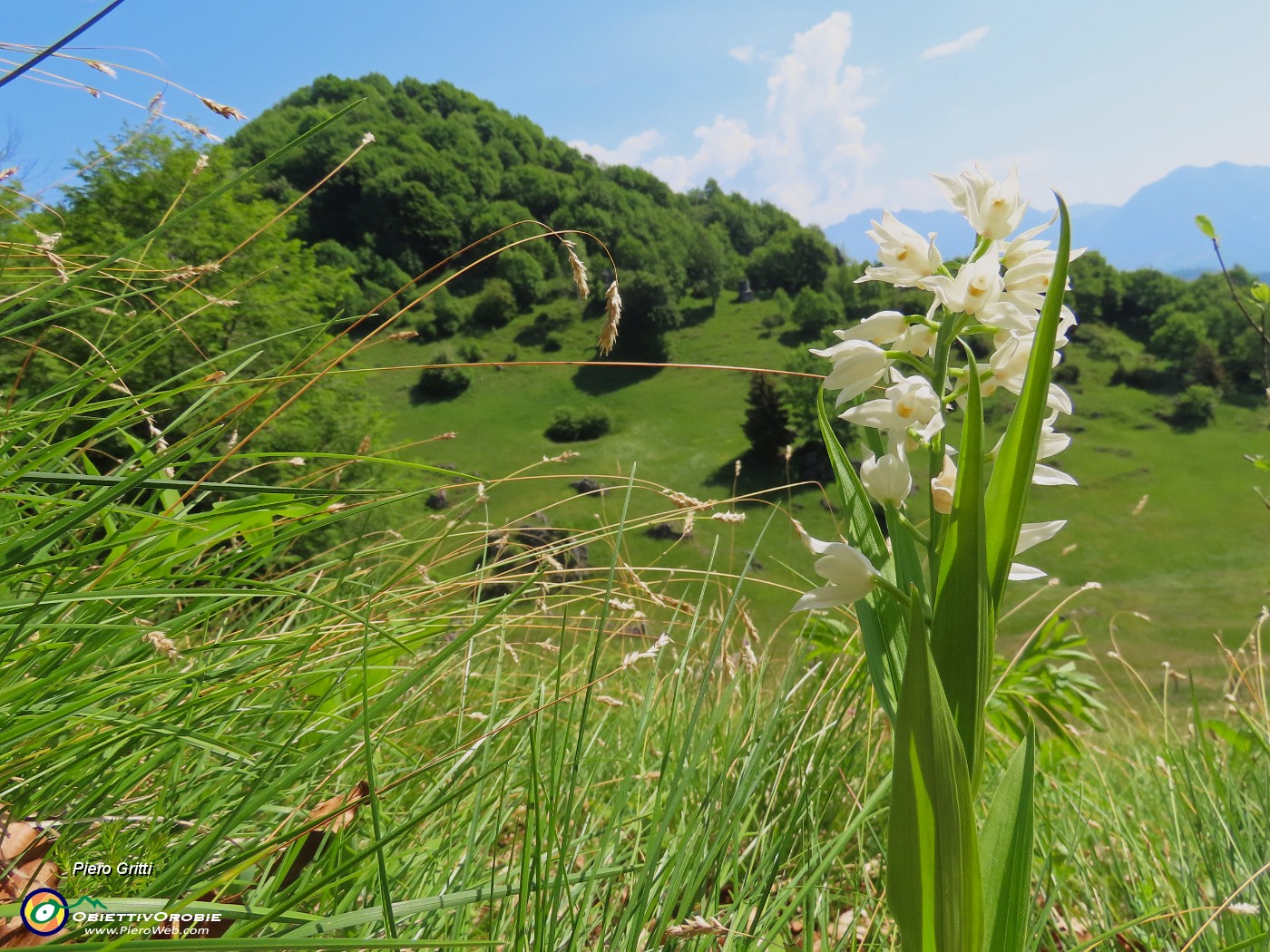 55 Cephalantera longifolia - Caefalantera maggiore con vista in Monte Zucco.JPG